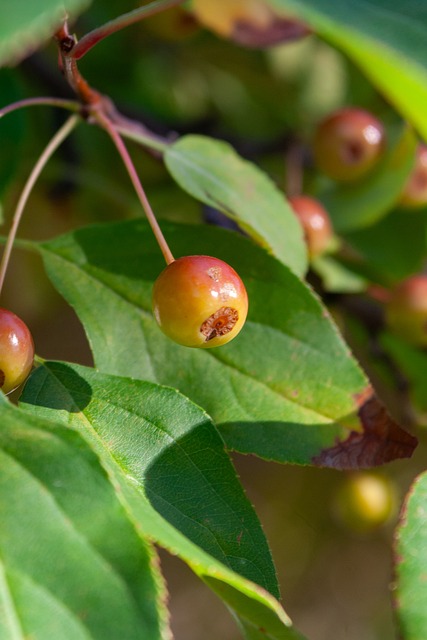 上泰山略逊 上泰山略逊